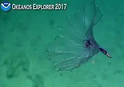 2017 observation off the Samoa islands.