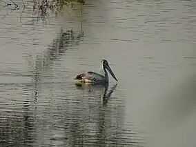 Birds at Vellode Sanctuary