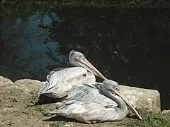 Pelicans