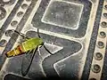 Pellucid hawk moth in Bangalore, India