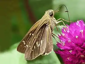 Dorsal view