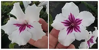 [Left] Normal Streptocarpus flower (zygomorphic), and [right] peloric Streptocarpus flower on the same plant.