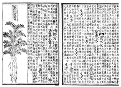 Two pages of a book printed on pieces of paper. On the left, half of the page is occupied by a line drawing of a plant. On the other half, as well as the whole of the right page, is vertically aligned text.