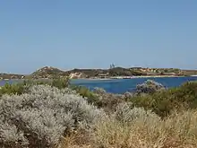 Penguin Island from Western Australia