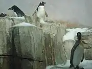 Some penguins in the polar area