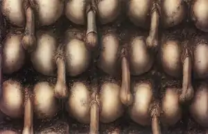 rows of copulating penises and vaginas. One penis wears a condom.