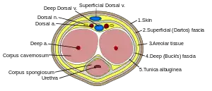 The penis in transverse section, showing the blood vessels, including the deep artery