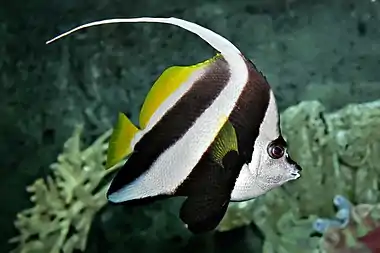 Image 21Pennant coralfishMore selected pictures