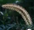 Detail of ripening seeds.