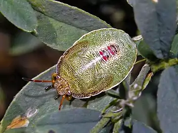 Final instar nymph