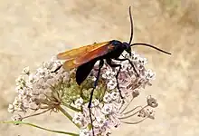 Male tarantula hawk at Grant Ranch County Park, near San Jose, California