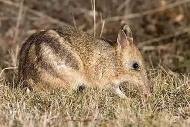 A small orange-colored marsupial facing right.