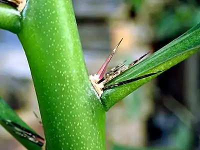 Areole on a young stem of R. grandiflorus is in the axis of the auxoblast leaf (stage A)