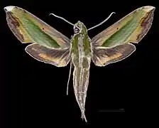 Male dorsal