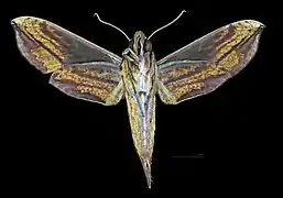 Female △ ventral