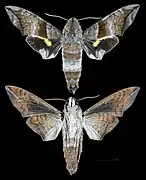 Perigonia lusca