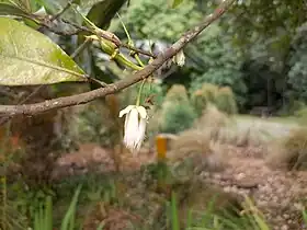 Flower and developing fruit