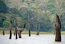 Submerged trees in Periyar National Park