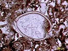 Image 12Articulated ostracod valves in cross-section from the Permian of central Texas; typical thin section view of an ostracod fossil (from Ostracod)