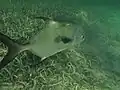 Swimming over seagrass beds near Roatan, Honduras