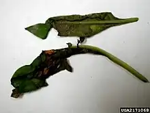 Leaves infected by Peronospora farinosa f.sp. betae