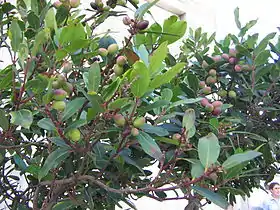 The Persea indica tree, in the same family as the avocado, once common in Egypt, has vanished there but can still be found in the Azores and Canary Islands.