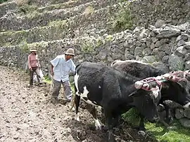 Image 5Peruvian farmers sowing maize and beans (from Andes)