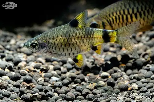 Pethia gelius (Golden Barb)