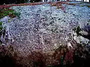 Rock carving of two animals on a smooth boulder overgrown with lichen