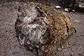 Petrified wood