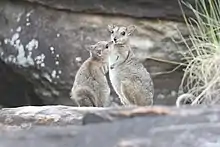 Gray wallaby