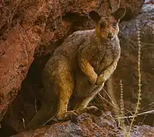 Brown wallaby