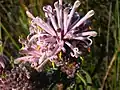 Petrophile linearis 2007-10-16