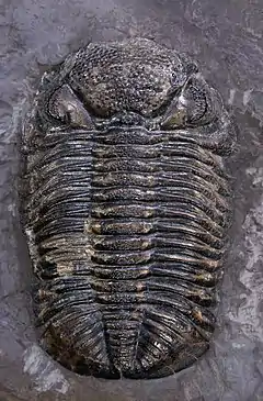 Phacops rana