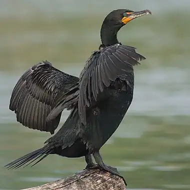 Image 28Double-crested cormorantMore selected pictures