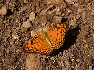 Dorsal view