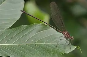 female P. iridipennisTanzania