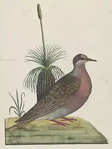 Common bronzewing, Phaps chalcoptera