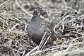 Common Pheasant female