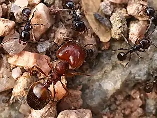 major and minor workers of P. xerophila