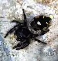 Phidippus audax Bryantae variation