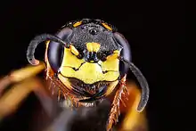 Philanthus gibbosus