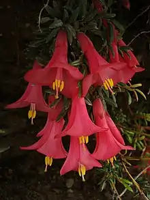 Flowers of Philesia magellanic