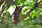 Philippine scops owl