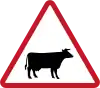 Cattle crossing