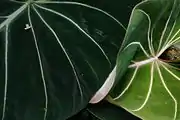 Leaves from a specimen in the Enid A. Haupt conservatory at the New York Botanical Garden. On the left, a mature leaf with deep green flesh and pale green veins, and on the right, a newly-formed leaf with chartreuse flesh and pinkish veins and margins