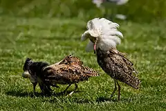 Two male Ruff in breeding plumage each with prominent neck feathers, white underparts, and flanks blotched with black. One has a white neck collar of feathers and the other has a colour that is almost entirely very dark brown.