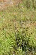 Philydrum lanuginosum and habitat