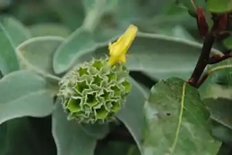 Phlomis