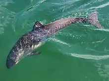 The harbour porpoise is probably the most common cetacean in the waters around Lundy.